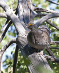 Dusky Grouse 0792